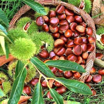 農(nóng)產(chǎn)品批發(fā)供應(yīng)商黃世統(tǒng) - 惠農(nóng)網(wǎng)電腦版