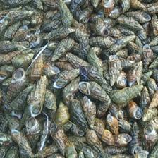 [山坑螺批發(fā)]海南海口秀英區(qū)山坑螺 20.50元/斤山坑螺 _ 一畝田