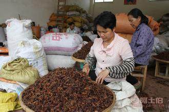 【自主2016跑江湖地攤八角調(diào)味八角廣西大紅八角廠家貨源大紅八角】金牛區(qū)新科創(chuàng)達(dá)商貿(mào)部 - 產(chǎn)品庫