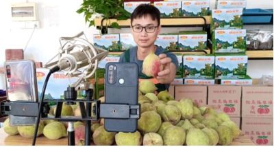 廣西平樂縣,生態(tài)水果成網紅產品