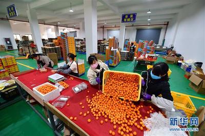 廣西融安:電商復(fù)工助桔農(nóng)